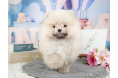 成約済の千葉県のポメラニアン-375119の6枚目