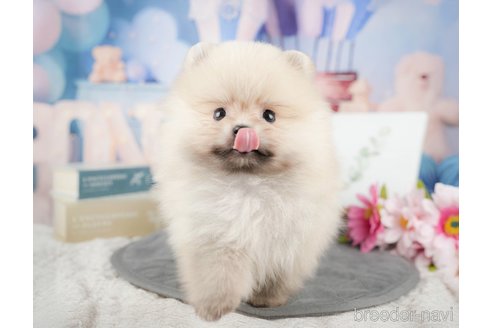 成約済の千葉県のポメラニアン-375119の5枚目