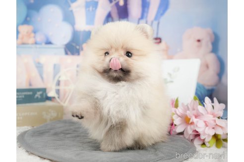 成約済の千葉県のポメラニアン-375119の9枚目