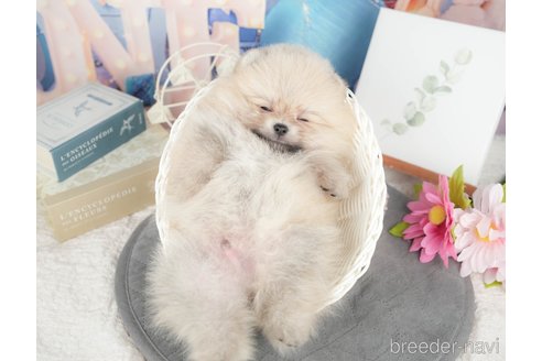 成約済の千葉県のポメラニアン-375119の8枚目