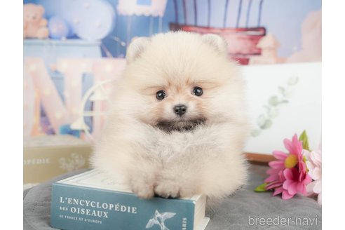 成約済の千葉県のポメラニアン-375119の3枚目