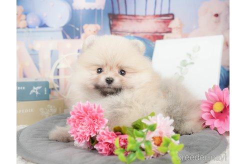 成約済の千葉県のポメラニアン-375119の4枚目