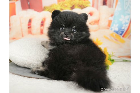 成約済の千葉県のポメラニアン-375112の8枚目
