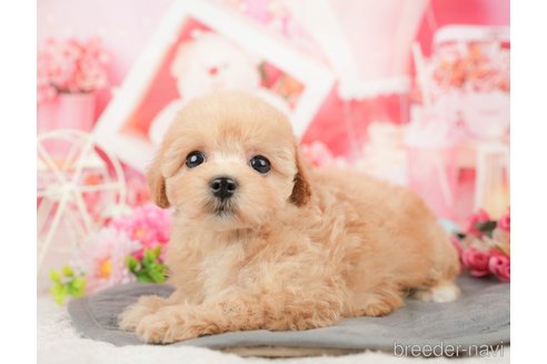 成約済の千葉県のマルプー:マルチーズ×トイプードル-375092の9枚目