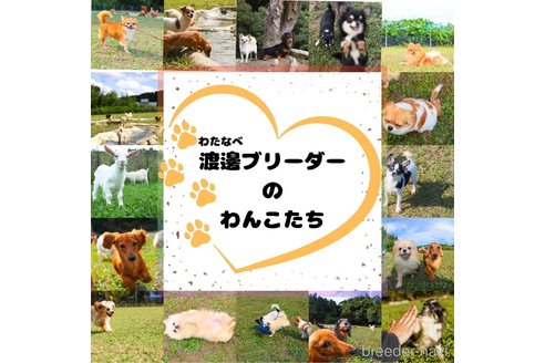 成約済の千葉県のシーズー-375076の14枚目