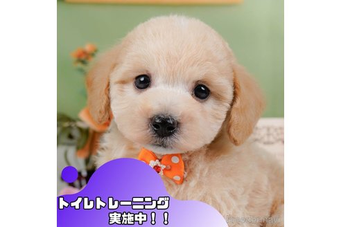 成約済の静岡県のビションプー:ビションフリーゼ×トイプードル-375246の1枚目
