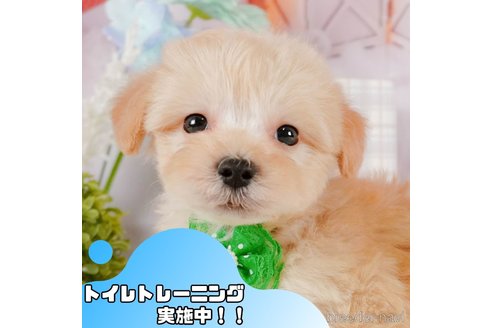 販売中の静岡県のマルプー:マルチーズ×トイプードル-375268