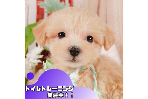 販売中の静岡県のマルプー:マルチーズ×トイプードル-375273