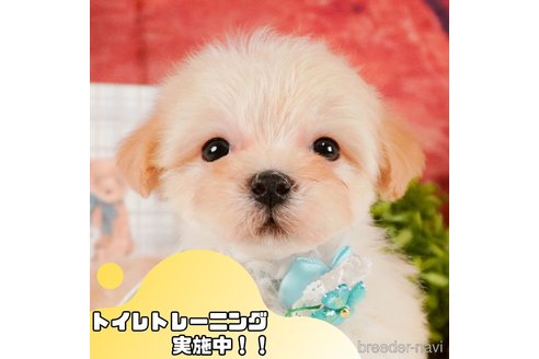 販売中の静岡県のマルプー:マルチーズ×トイプードル-375277