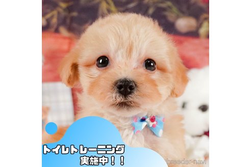 成約済の静岡県のマルプー:マルチーズ×トイプードル-375279の1枚目