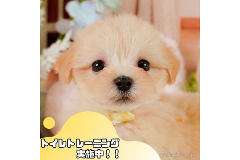 成約済の静岡県のマルプー:マルチーズ×トイプードル-375275の1枚目