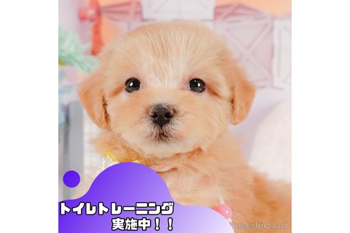 販売中の静岡県のマルプー:マルチーズ×トイプードル-375269