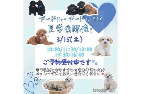 成約済の神奈川県のマルプー:マルチーズ×トイプードル-375130の15枚目