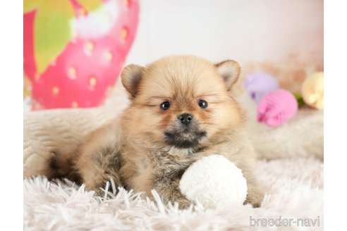 成約済の埼玉県のポメラニアン-375252の6枚目