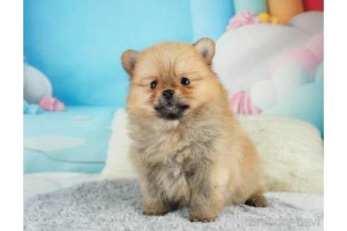 成約済の埼玉県のポメラニアン-375252の8枚目