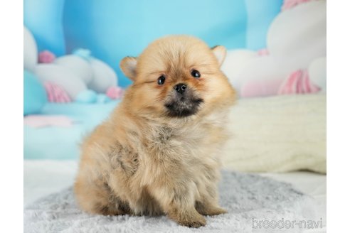 成約済の埼玉県のポメラニアン-375252の9枚目