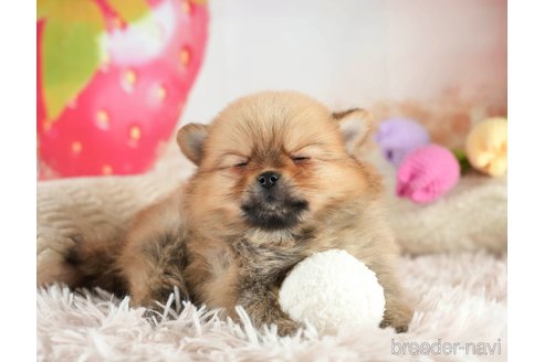 成約済の埼玉県のポメラニアン-375252の3枚目