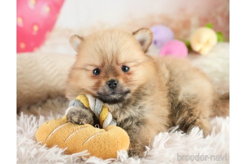 成約済の埼玉県のポメラニアン-375252の4枚目