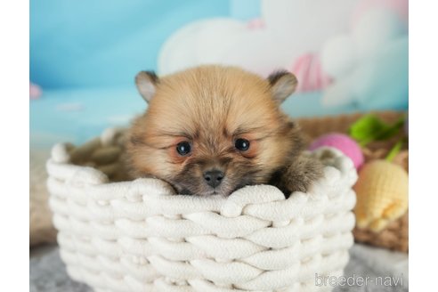 成約済の埼玉県のポメラニアン-375248の5枚目