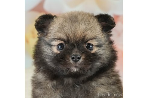 成約済の埼玉県のポメチワ:ポメラニアン×チワワ-375240の1枚目