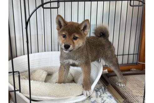 販売中の岡山県の柴犬-361077の7枚目