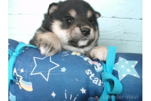 成約済の埼玉県の柴犬-374781の5枚目