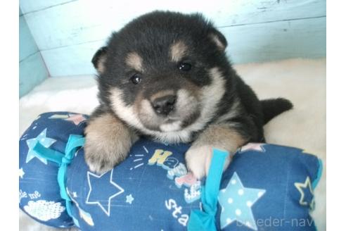 成約済の埼玉県の柴犬-374781の4枚目