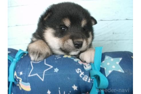 成約済の埼玉県の柴犬-374781の2枚目