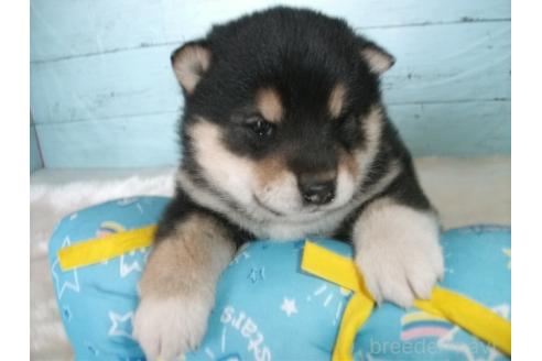 成約済の埼玉県の柴犬-374784の5枚目