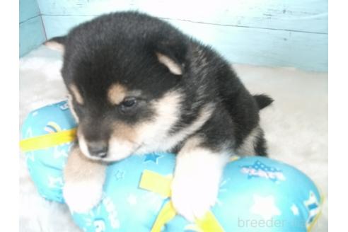 成約済の埼玉県の柴犬-374784の4枚目
