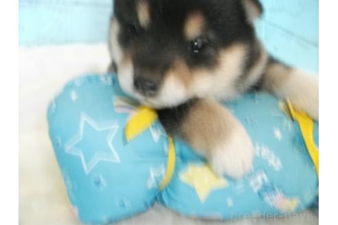 成約済の埼玉県の柴犬-374784の3枚目