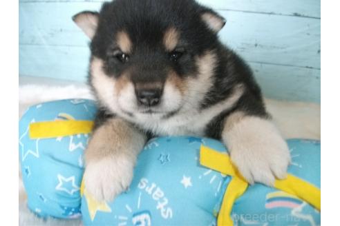 成約済の埼玉県の柴犬-374784の2枚目