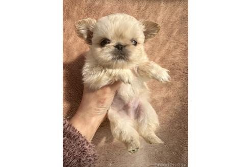 成約済の福島県のミックス犬-374787の6枚目