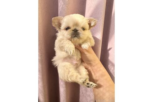 成約済の福島県のミックス犬-374787の5枚目