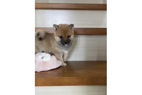 販売中の茨城県の豆柴-372433の3枚目