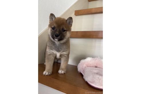 成約済の茨城県の豆柴-372434の6枚目