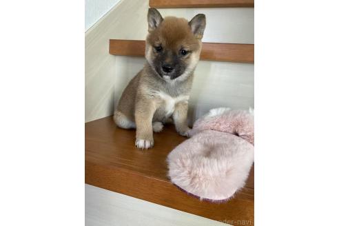 成約済の茨城県の豆柴-372434の3枚目