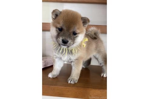 成約済の茨城県の豆柴-372435の5枚目