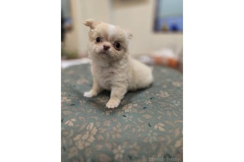 成約済の京都府のポメチワ:ポメラニアン×チワワ-375009の6枚目