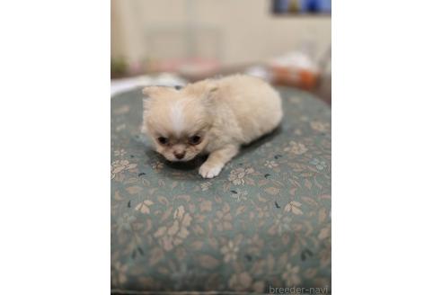 成約済の京都府のポメチワ:ポメラニアン×チワワ-375009の5枚目