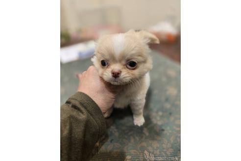成約済の京都府のポメチワ:ポメラニアン×チワワ-375009の4枚目