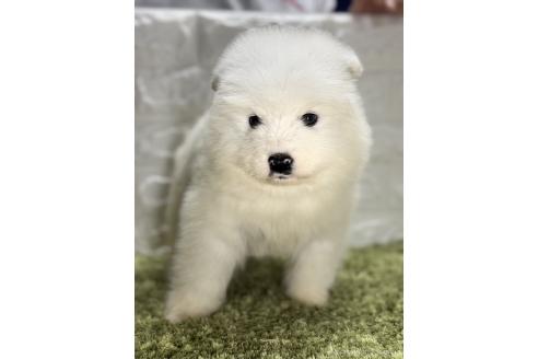 成約済の埼玉県のサモエド-375011の1枚目