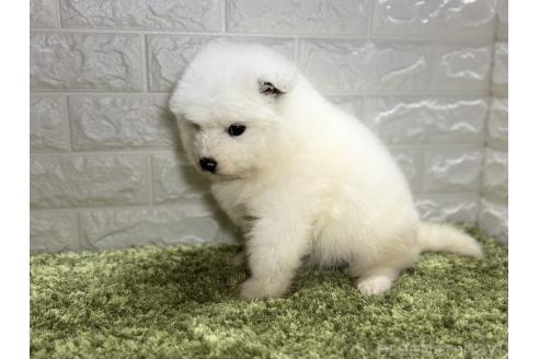 成約済の埼玉県のサモエド-375011の4枚目