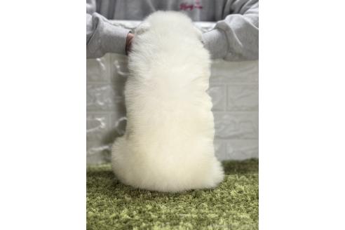 成約済の埼玉県のサモエド-375011の3枚目