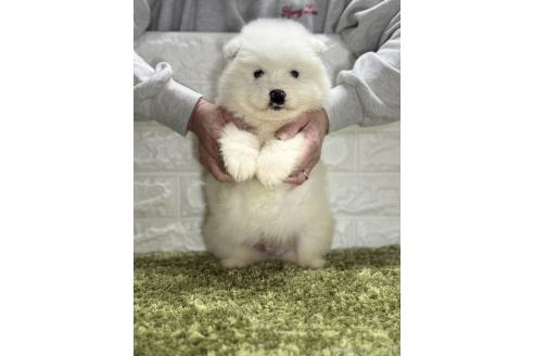 成約済の埼玉県のサモエド-375011の2枚目