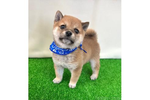 成約済の神奈川県の豆柴-375012の1枚目