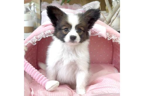 成約済の大阪府のパピヨン-375013の3枚目