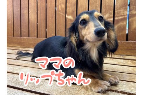 リップちゃん1枚目