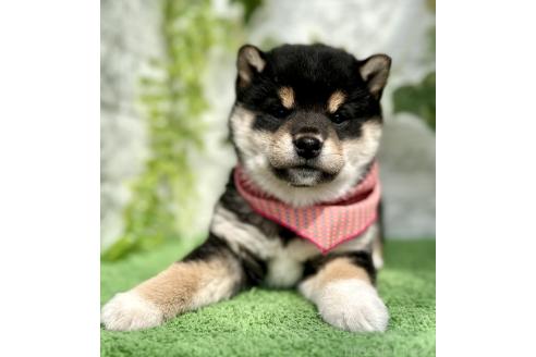 成約済の埼玉県の柴犬-370467の8枚目