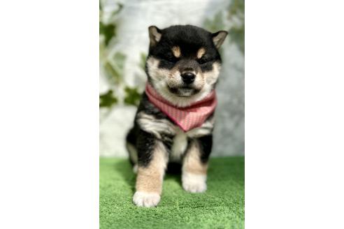 成約済の埼玉県の柴犬-370467の7枚目